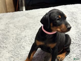 Doberman Pinscher dogs Doberman Pinscher Puppy 8 - Ad 5
