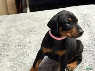 Doberman Pinscher dogs Doberman Pinscher Puppy 8 - Ad 7