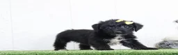 Yochon dogs for sale: Pixel - Ad 3