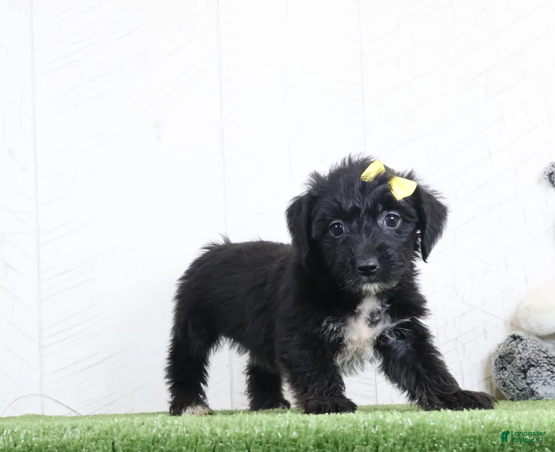 Yochon dogs for sale: Pixel - Ad 3