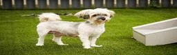 Havanese dogs for sale: Piper - Ad 10