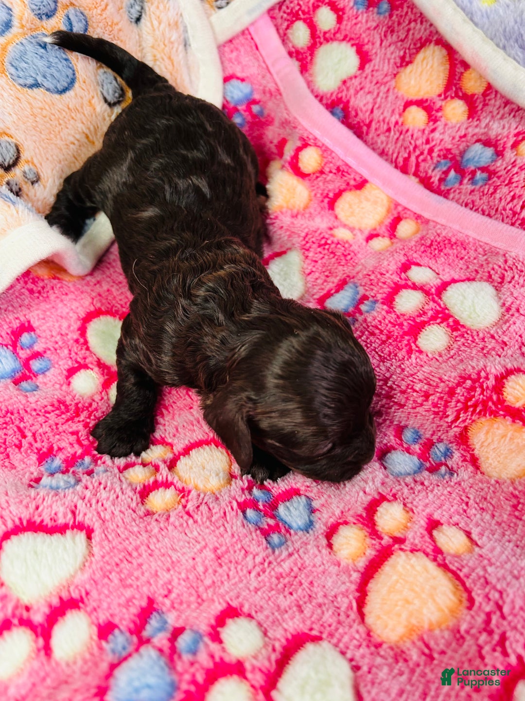 Cavapoo dogs for sale: Cavapoo Puppy 3 - Ad 2