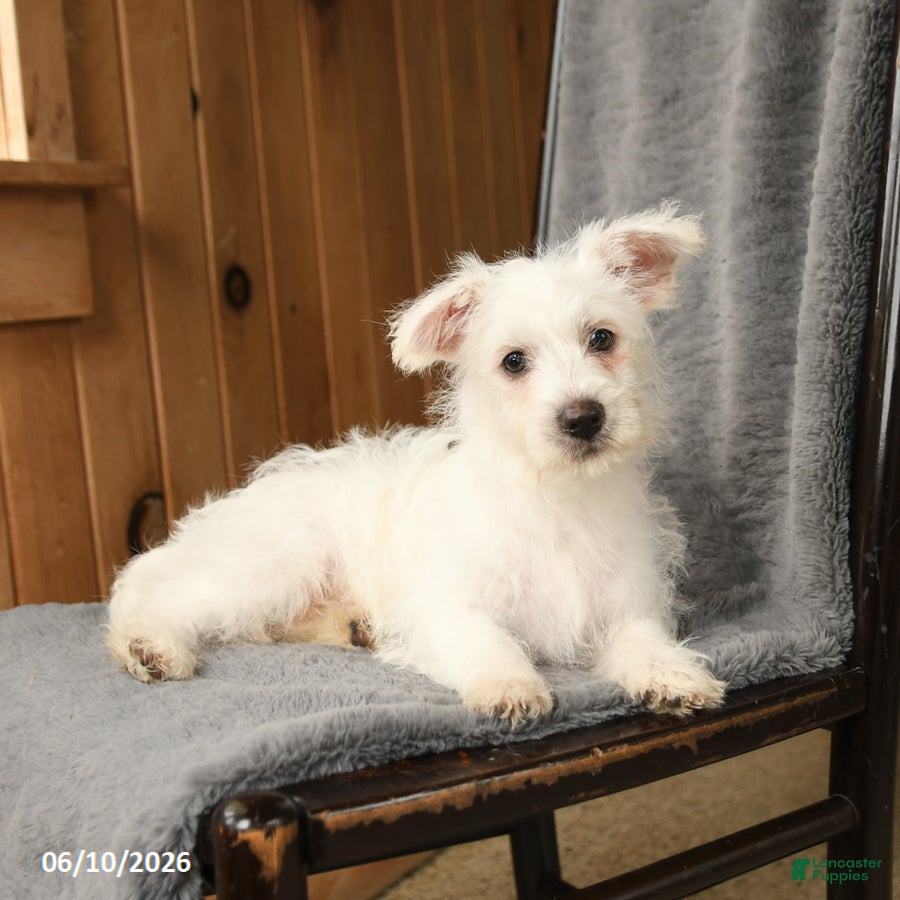 Westiepoo dogs Frank  - Ad 2