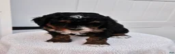 Mini Bernedoodle dogs for sale: Connie - Ad 6