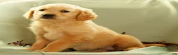 Golden Retriever dogs for sale: Janet - Ad 3