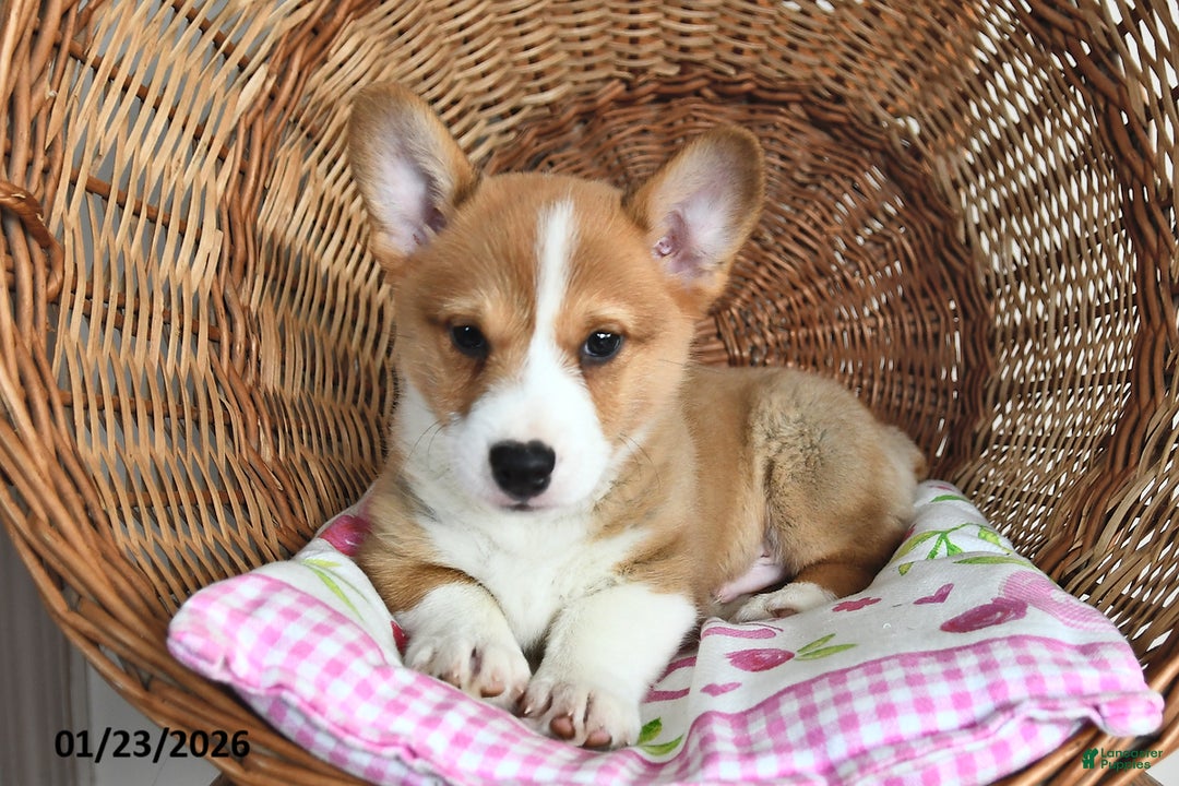 Welsh Corgi Pembroke dogs for sale: Rusty - Ad 3