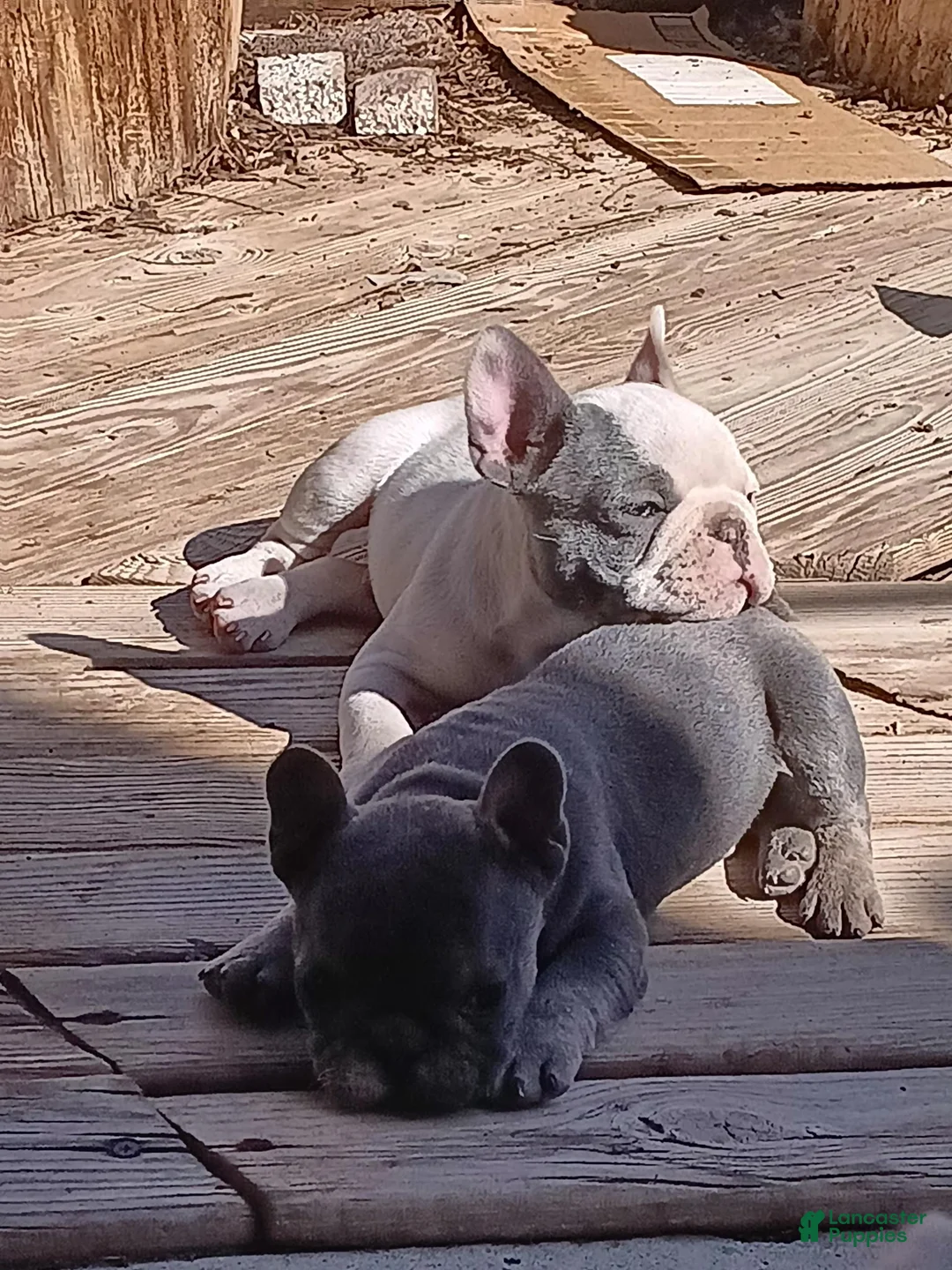 English Bulldog dogs for sale: English Bulldog Puppy 2 - Ad 7