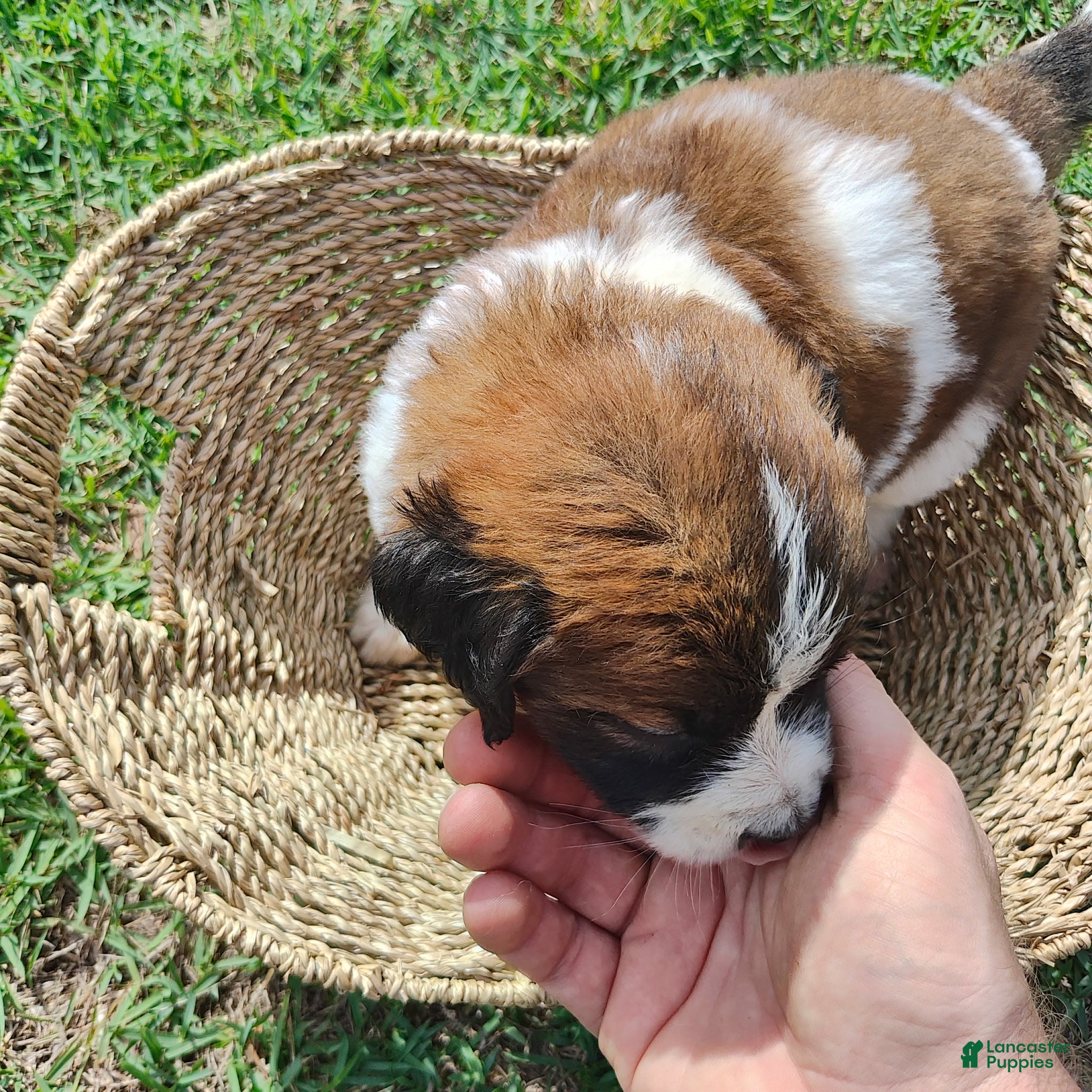 Mixed Breed dogs Saint Bernard Pyrenees mix  Puppy 1 - Ad 15