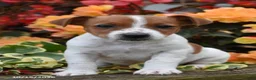 Jack Russell Terrier dogs for sale: Pizza - Ad 2