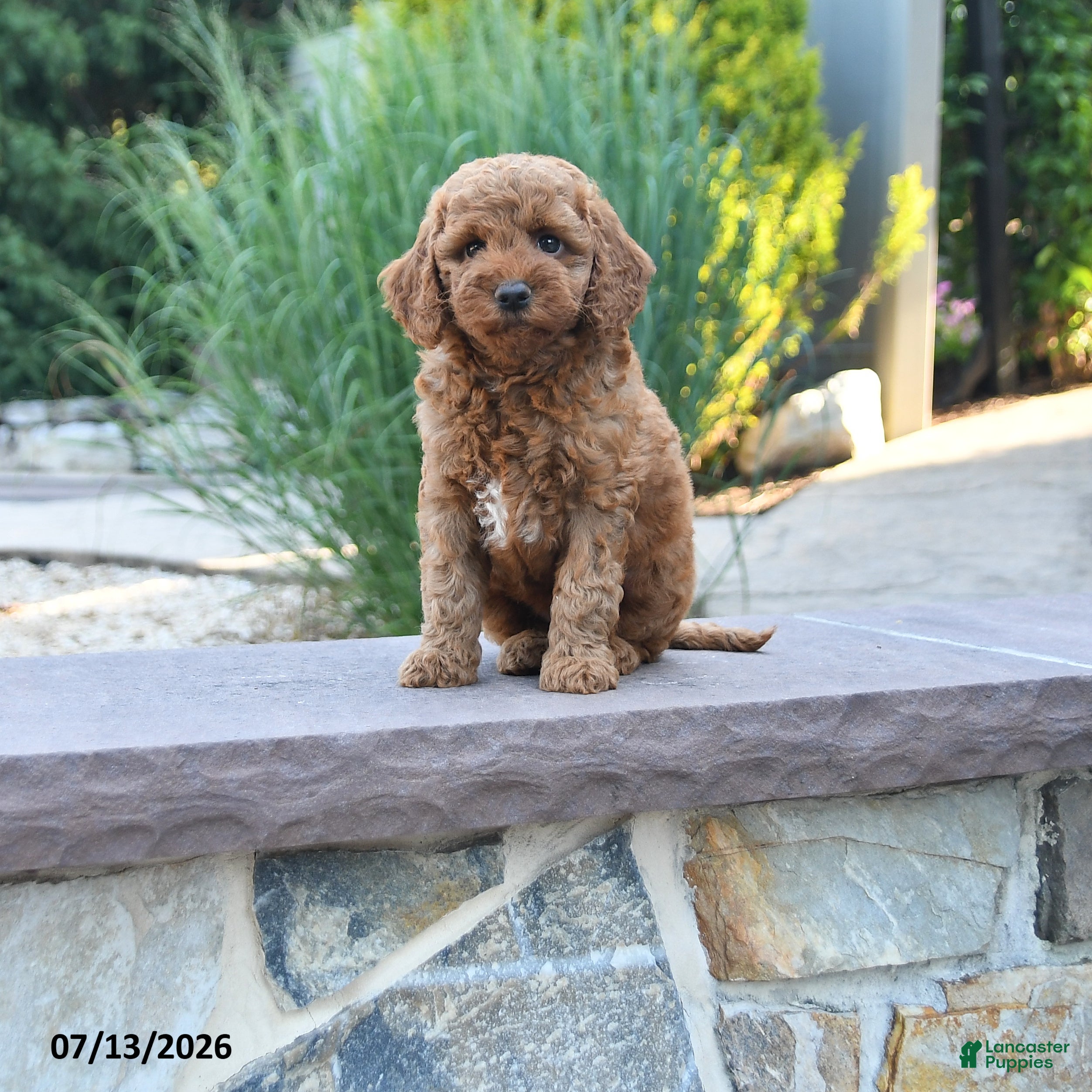 Cockapoo dogs Jade - Ad 1