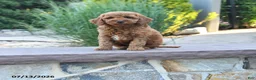 Cockapoo dogs for sale: Jade - Ad 1
