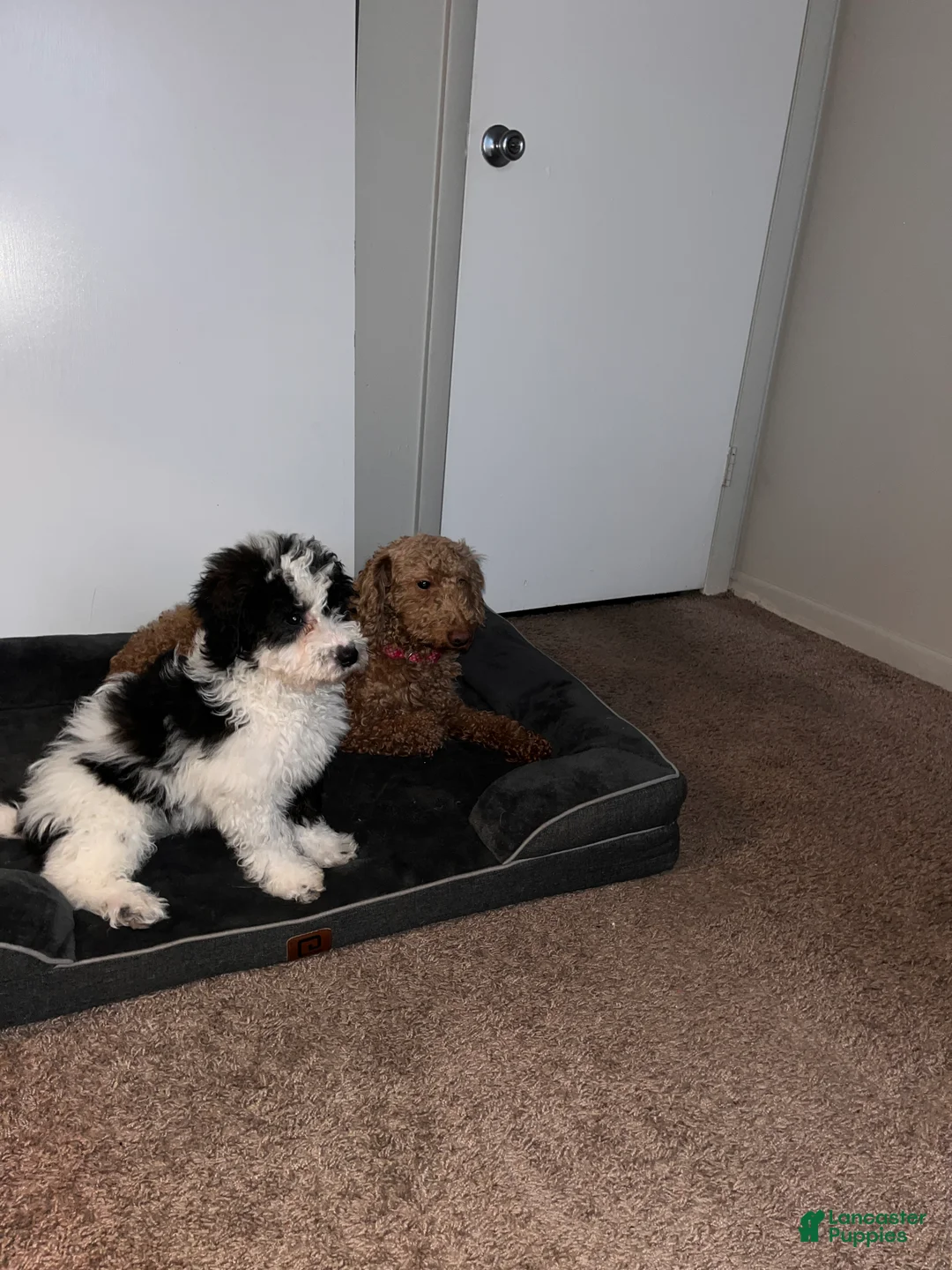 Mini Bernedoodle dogs for sale: Mini Bernedoodle Puppy 1 - Ad 1