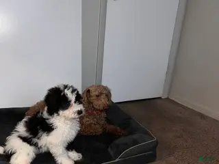 Mini Bernedoodle dogs Mini Bernedoodle Puppy 1 - Ad 22