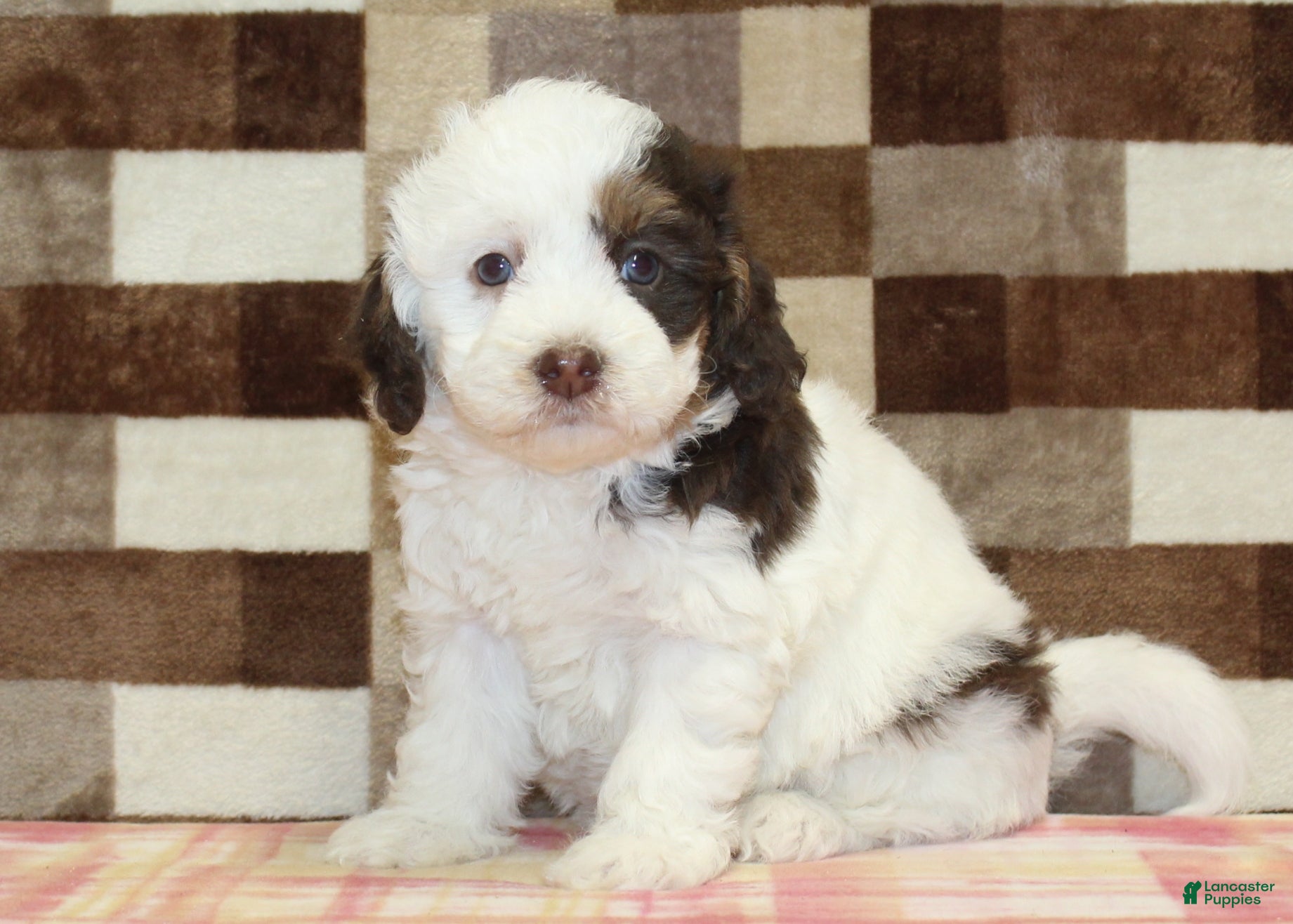 Mini Bernedoodle dogs Cupcake - Ad 32