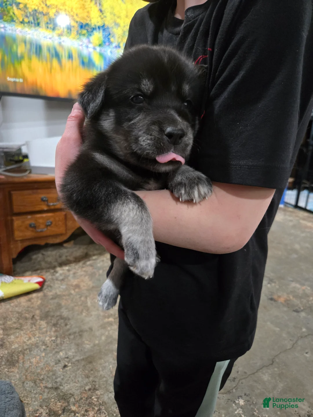 Goberian dogs for sale: Goberian light blue Puppy 7 - Ad 2