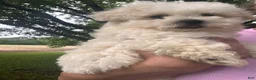 Maltese dogs for sale: Boy 2 - Ad 2