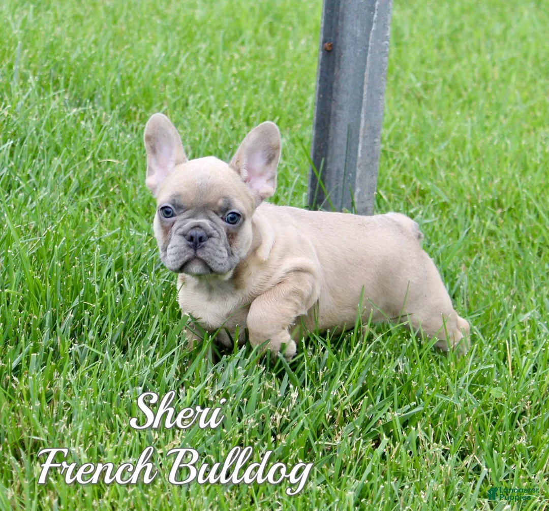 French Bulldog dogs for sale: Sheri - Ad 1