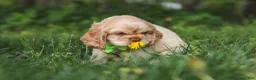 Cocker Spaniel dogs for sale: Clark - Ad 2