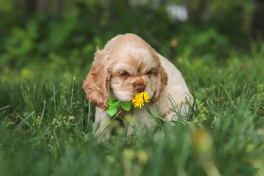Cocker Spaniel dogs for sale: Clark - Ad 2