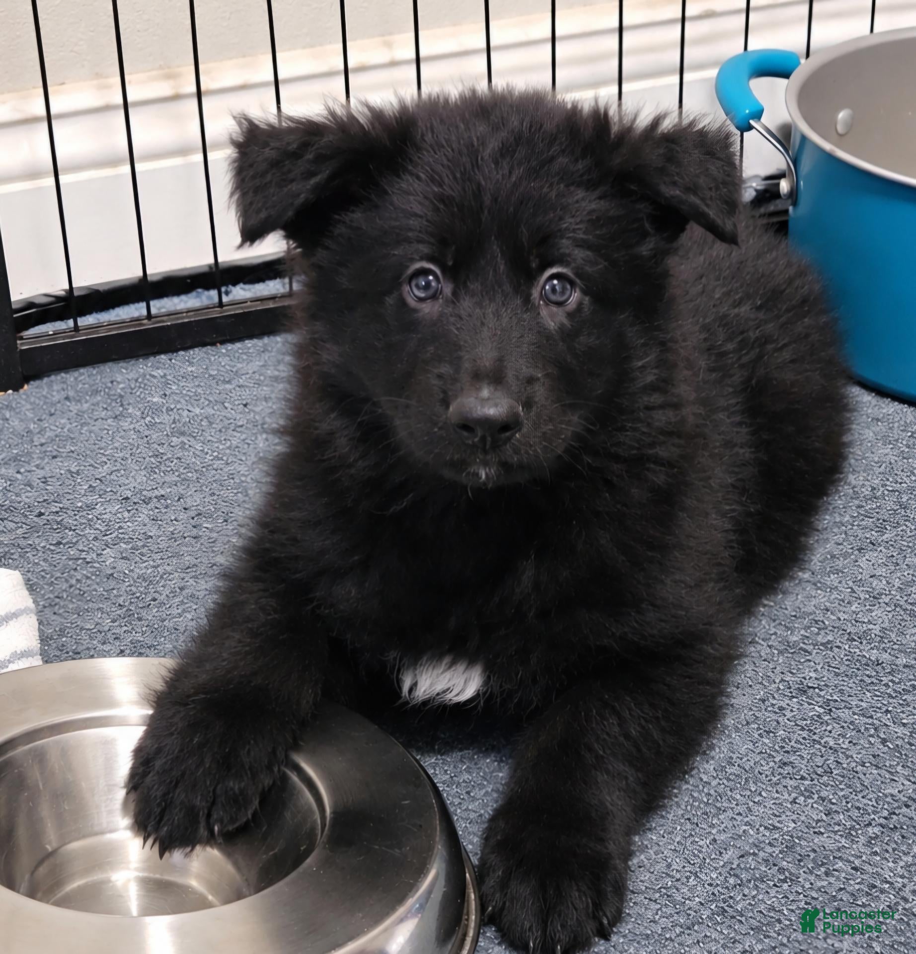 German Shepherd dogs German Shepherd 3 - Ad 1