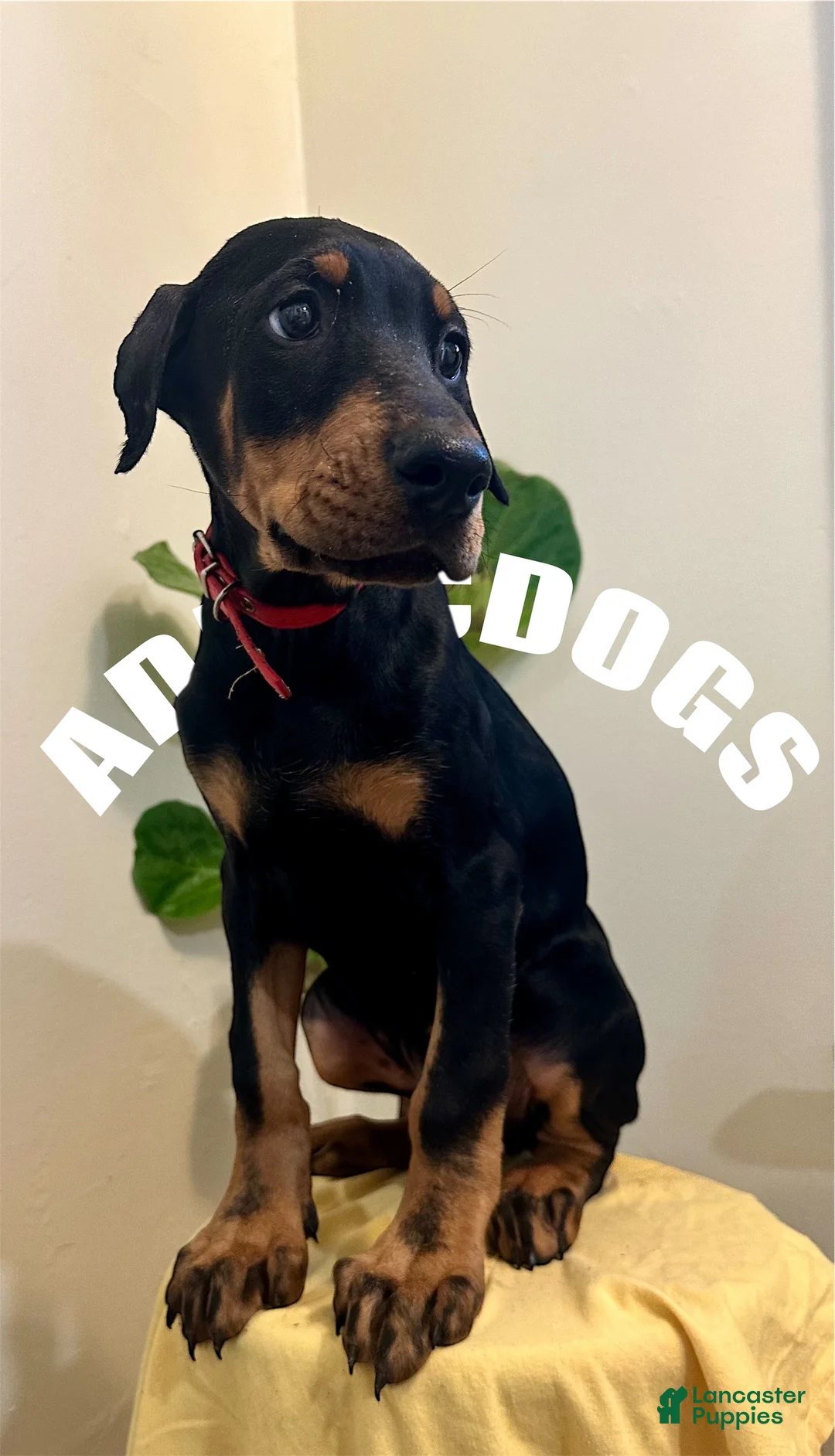 Doberman Pinscher dogs for sale: Doberman Pinscher Male  - Ad 2