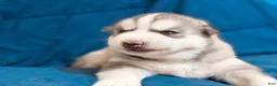 Siberian Husky dogs for sale: Zane - Ad 4