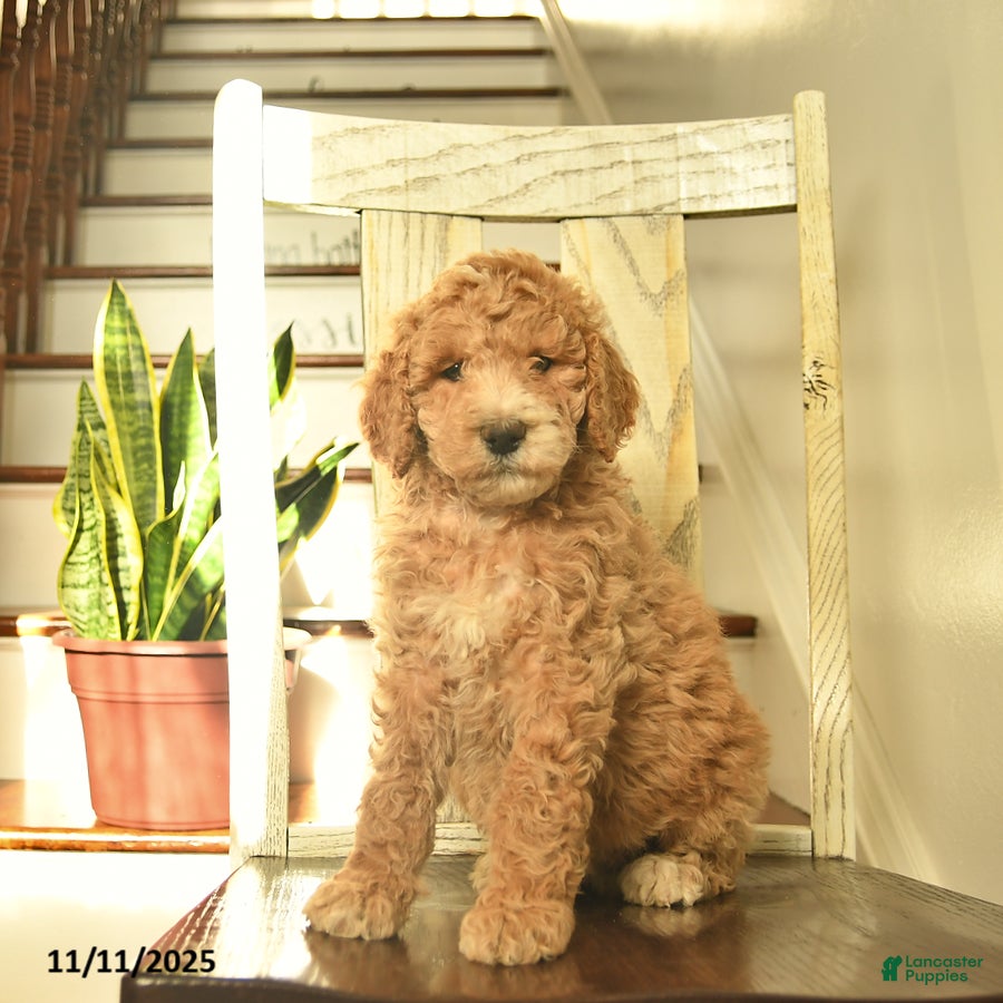 Standard Poodle dogs Honey   - Ad 1