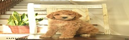 Standard Poodle dogs for sale: Honey   - Ad 1
