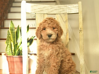 Standard Poodle dogs Honey - Ad 28