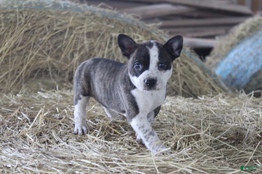 Mixed Breed dogs for sale: Snowshoe - Ad 2
