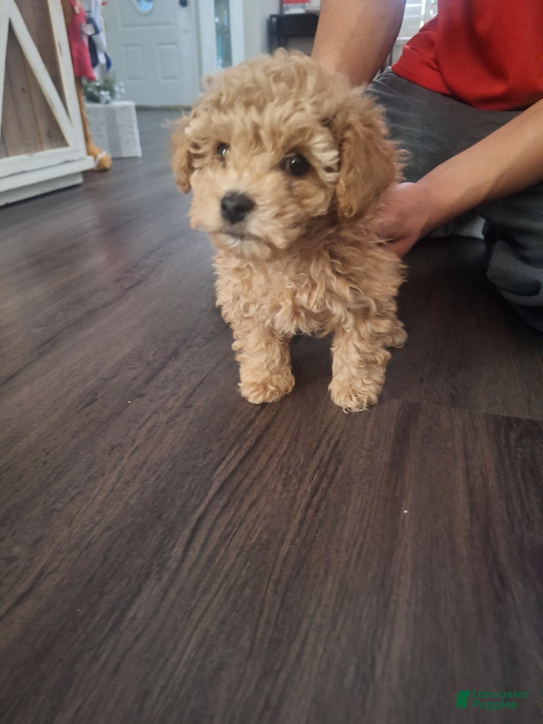 Toy Poodle dogs for sale: Brownie  - Ad 7