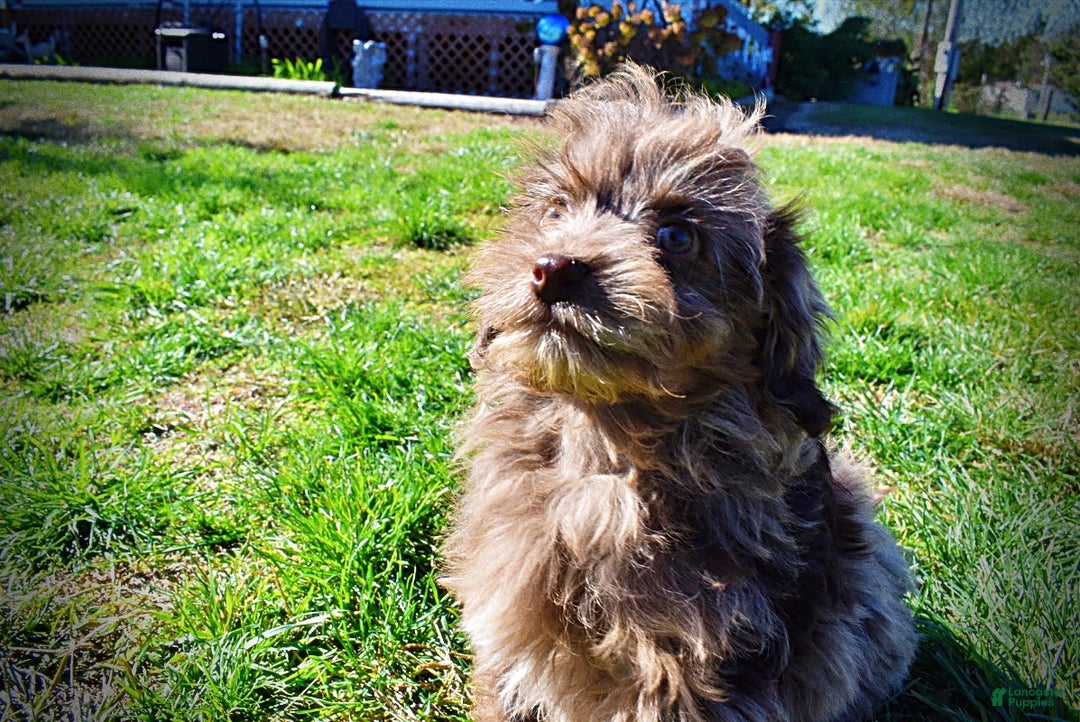 Havapoo dogs for sale: Gracie - Black Friday Sale - Ad 14