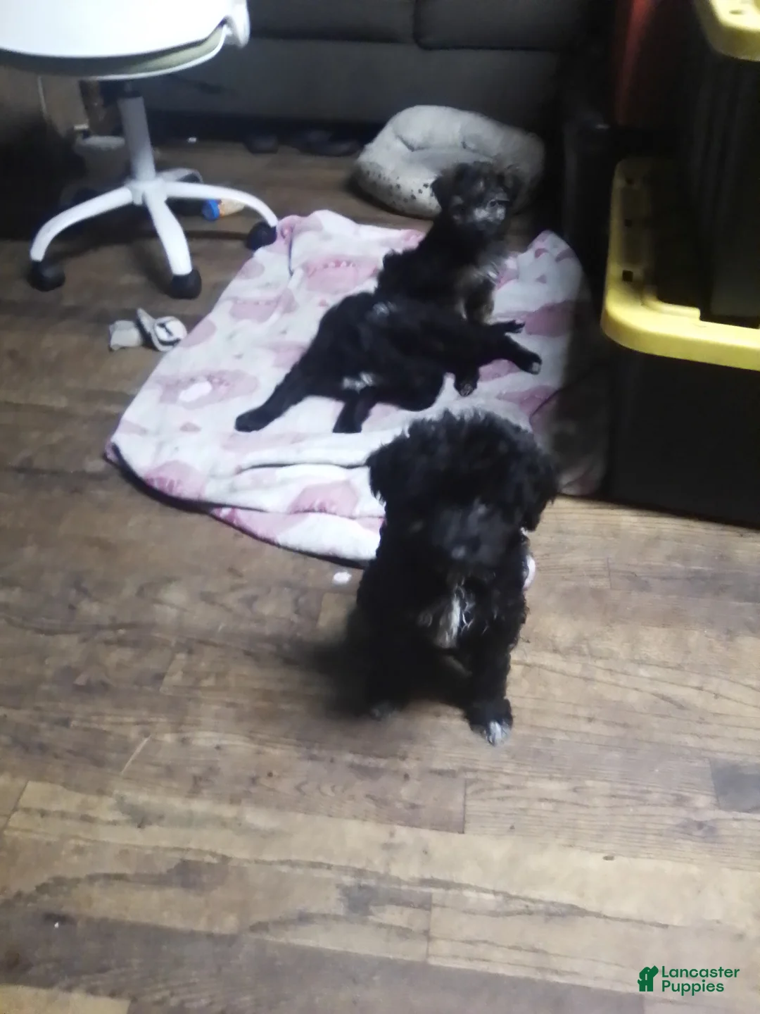 Mini Aussiedoodle dogs for sale: Mini Aussiedoodle Puppy 3 - Ad 17