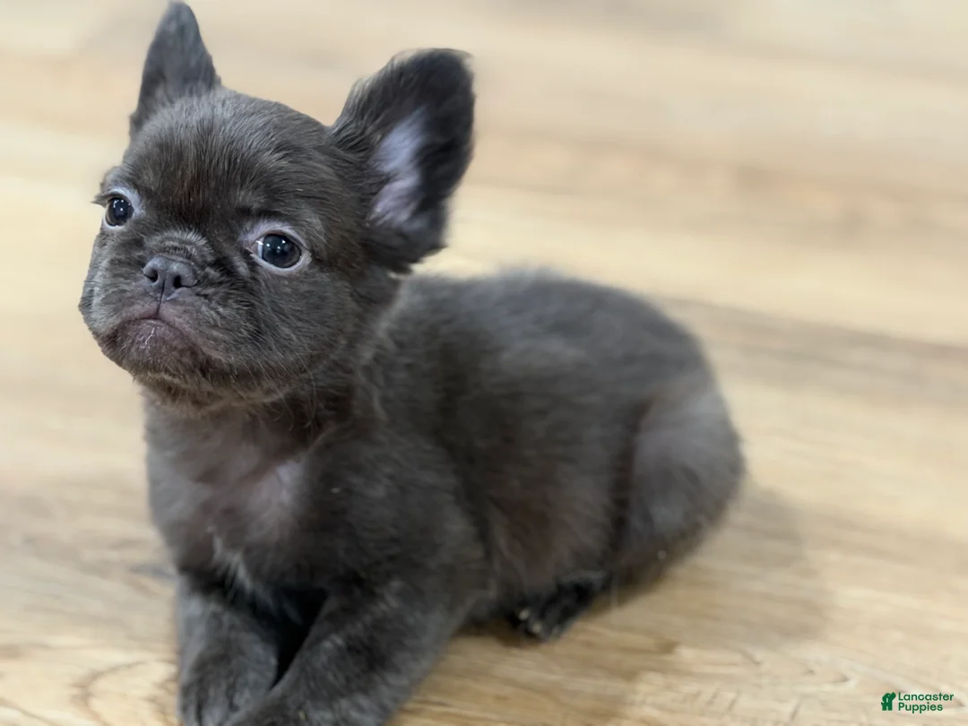 French Bulldog dogs for sale: Mary - Ad 1