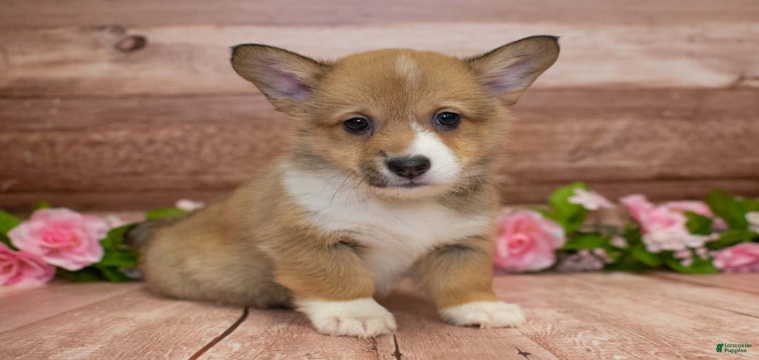 Gallery Image {{count}}