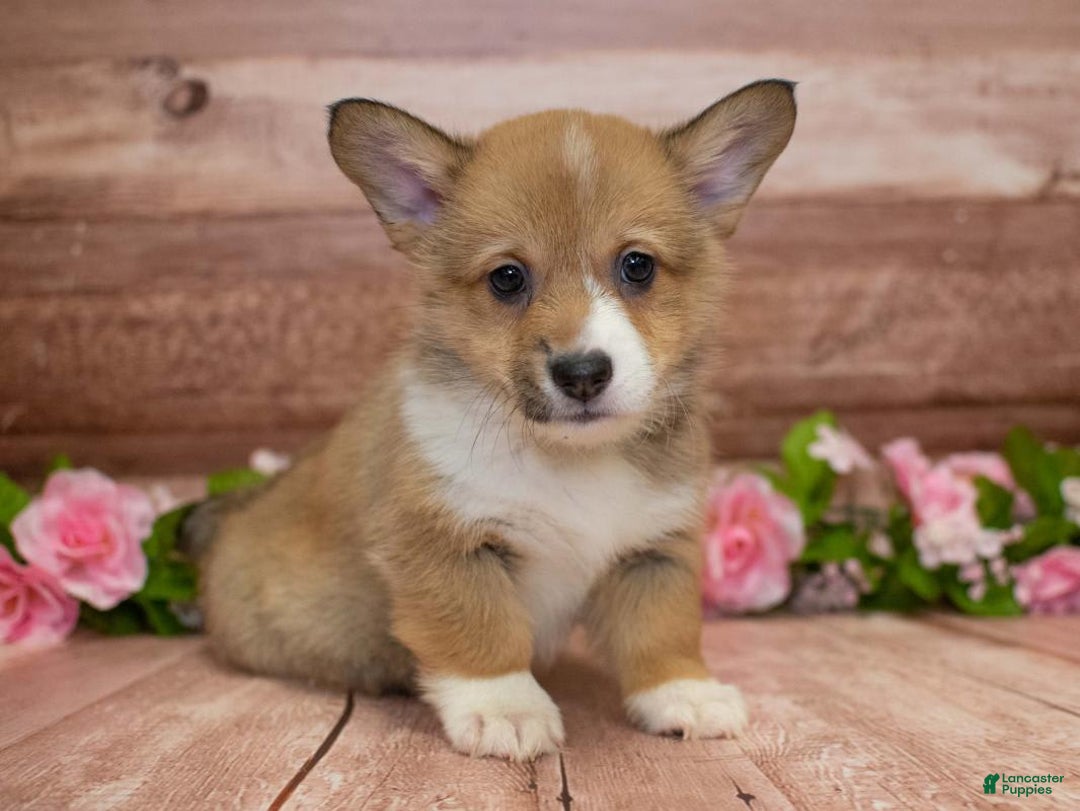 Gallery Image {{count}}