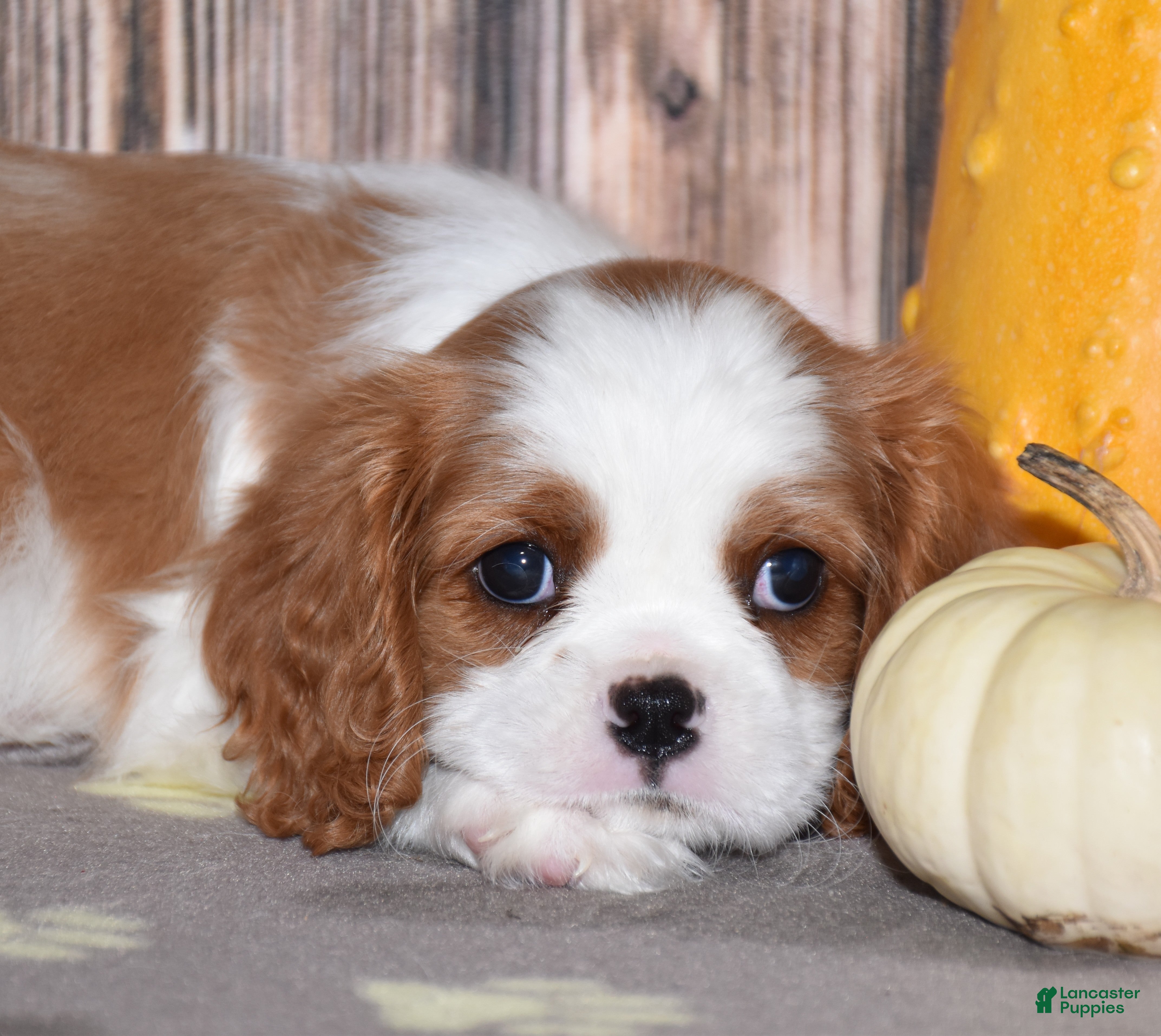 Cavalier King Charles Spaniel dogs Clove - Ad 2