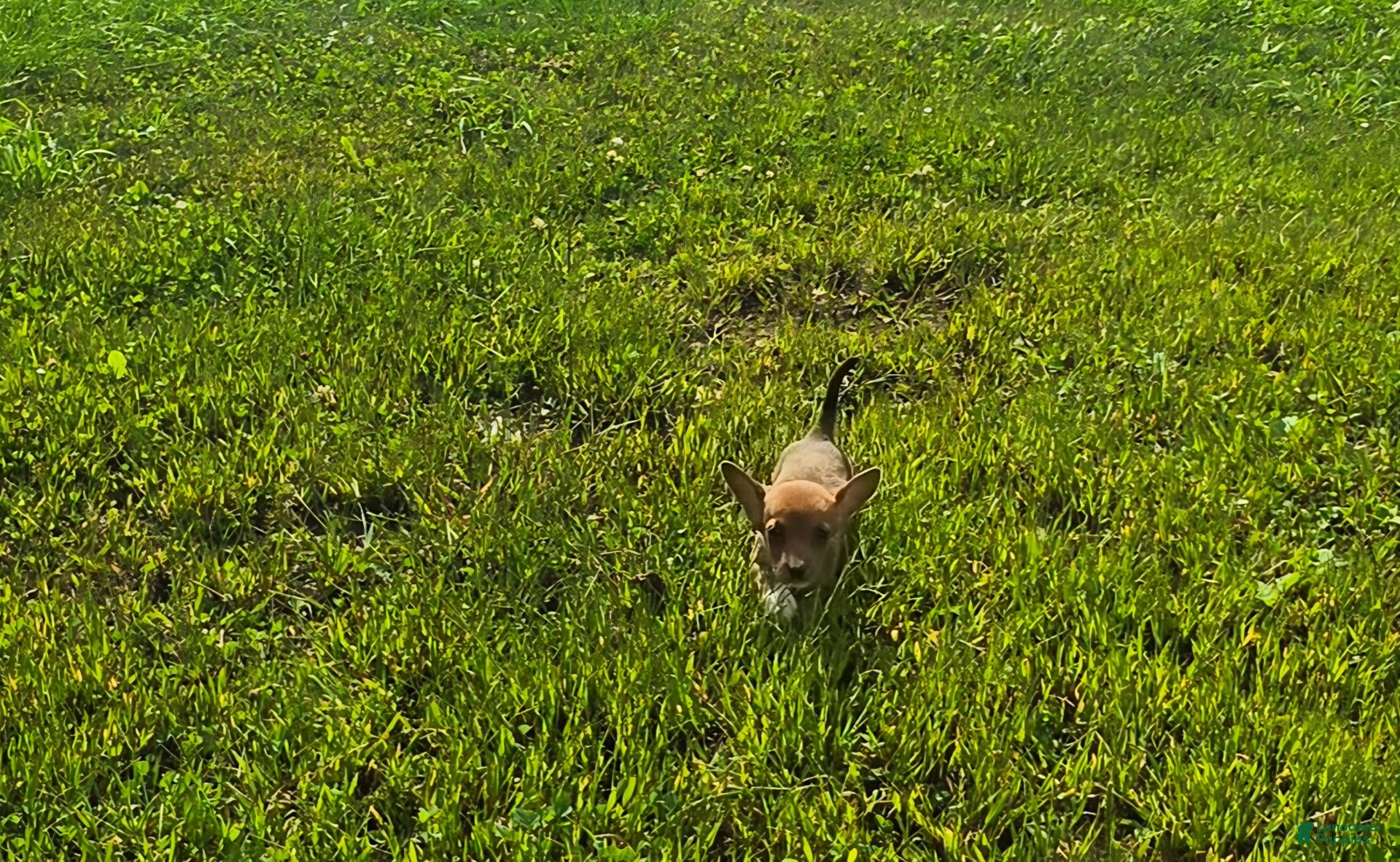 Mixed Breed dogs Mixed Breed 3 - Ad 6