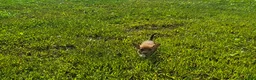 Mixed Breed dogs for sale: Mixed Breed 3 - Ad 1