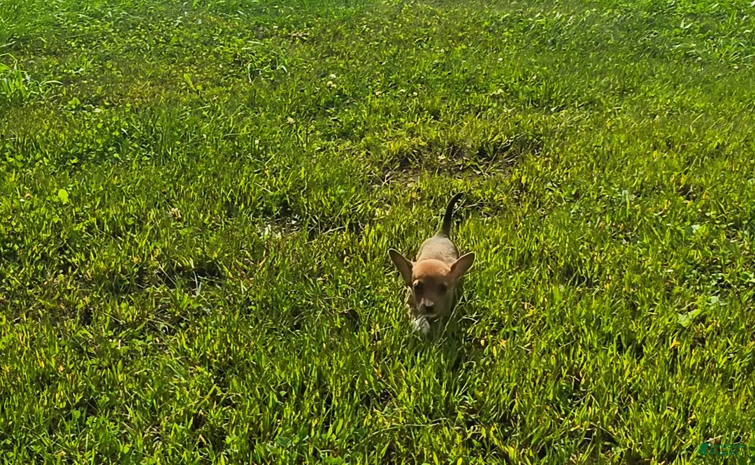Mixed Breed dogs for sale: Mixed Breed 3 - Ad 1