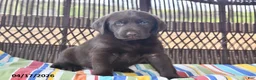 Labrador Retriever dogs for sale: Jake - Ad 3