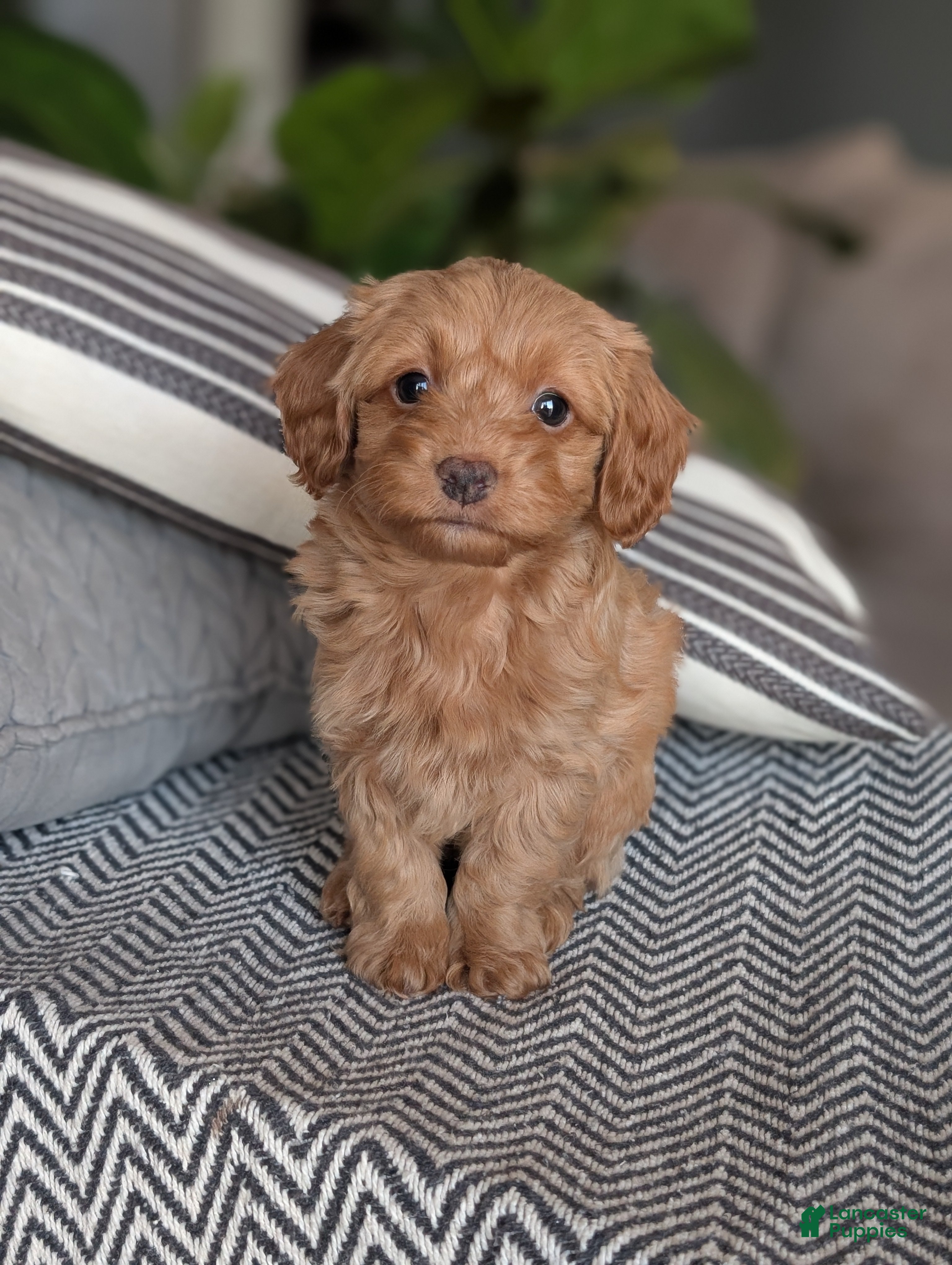 Yorkiepoo dogs Mallory - Ad 40