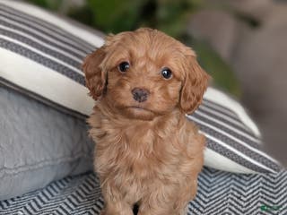 Yorkiepoo dogs Mallory - Ad 40