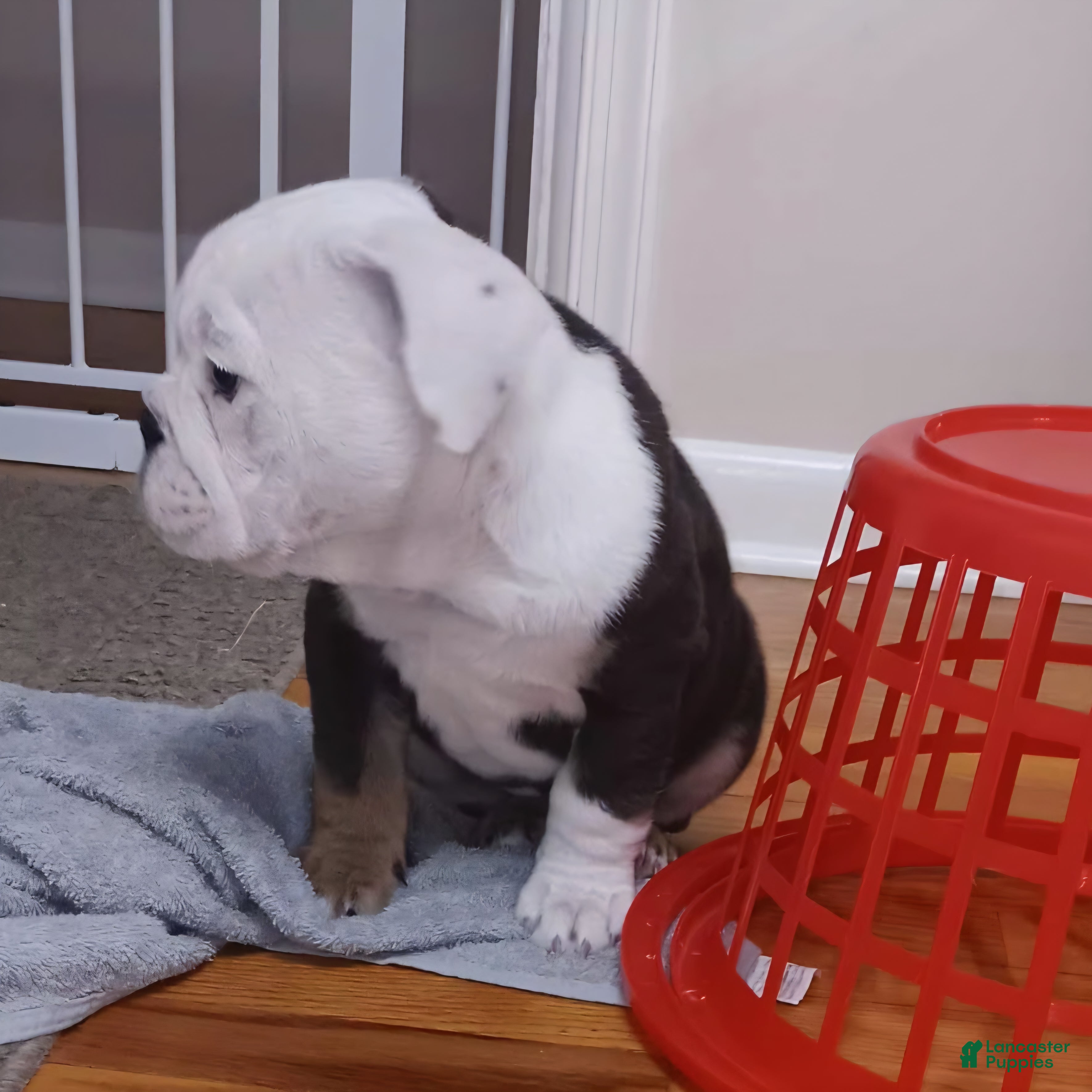 English Bulldog dogs Liberty - Ad 2