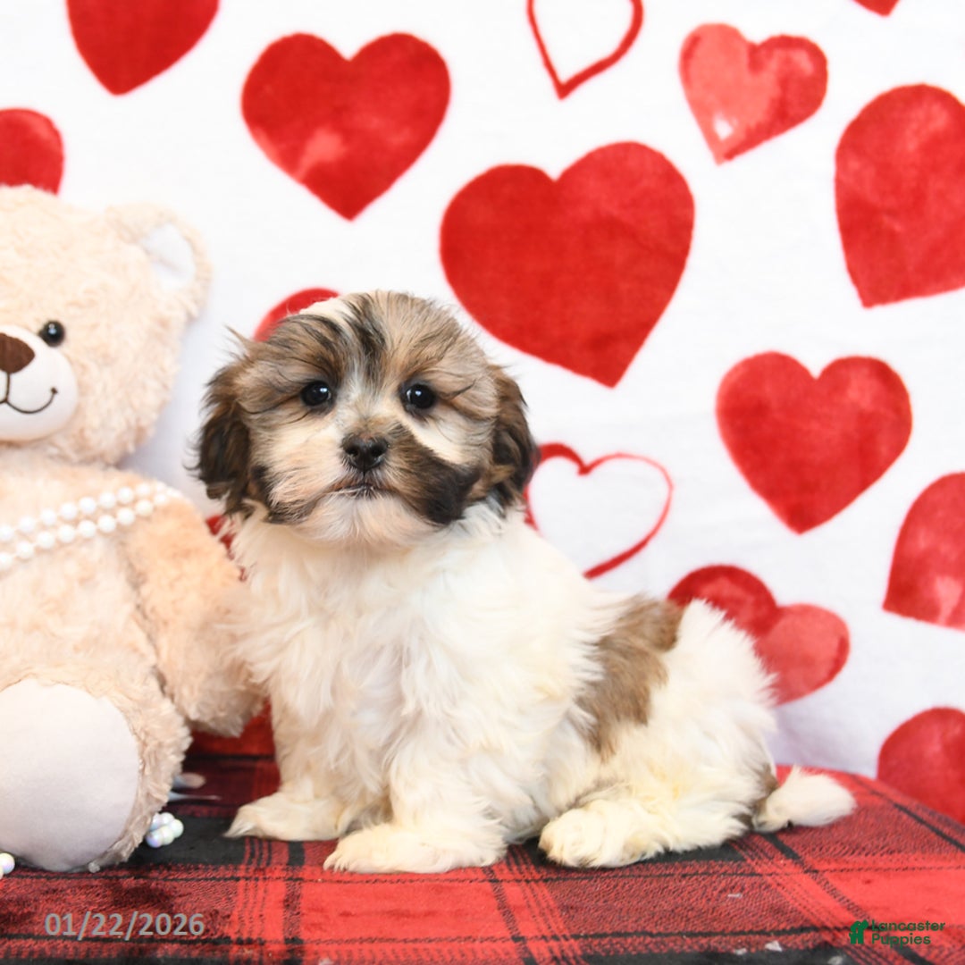 Malshi dogs for sale: Fifi - Ad 2