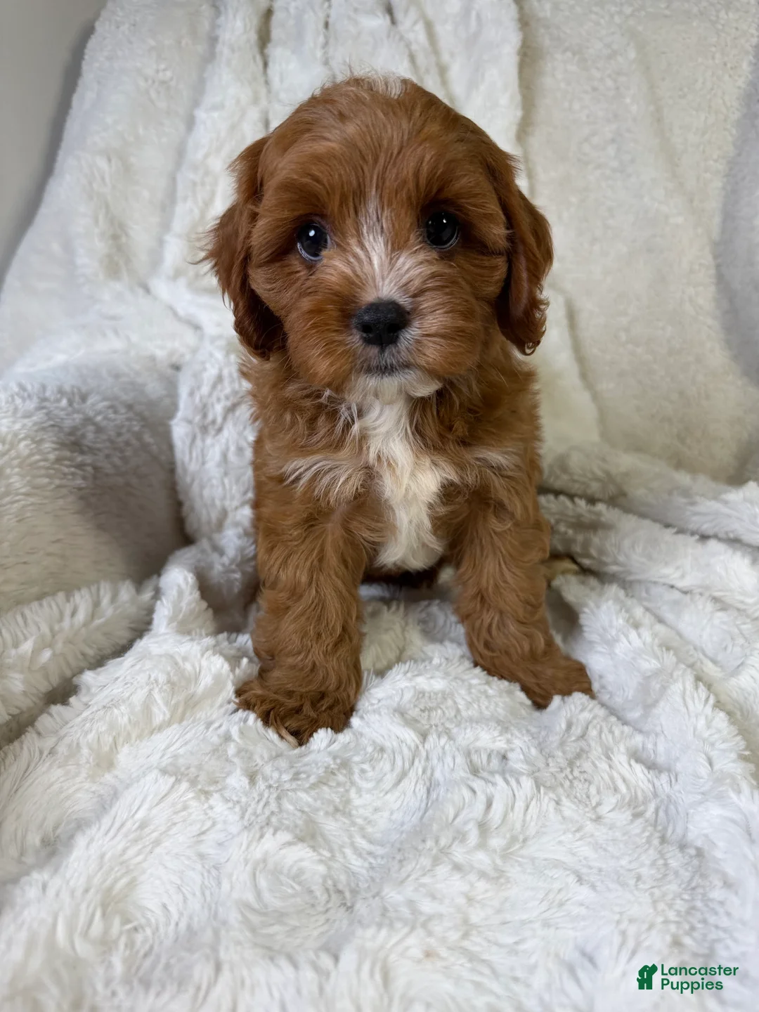 Cavapoo dogs for sale: Atlas  - Ad 1