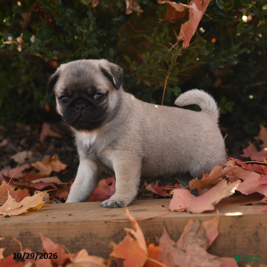 Pug dogs for sale: Gus - Ad 2
