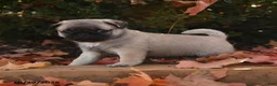 Pug dogs for sale: Gus - Ad 2