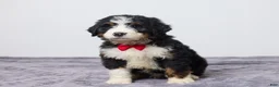 Bernedoodle dogs for sale: Kenton - Ad 3
