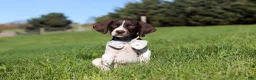 German Shorthaired Pointer dogs for sale: Ammo - Ad 4